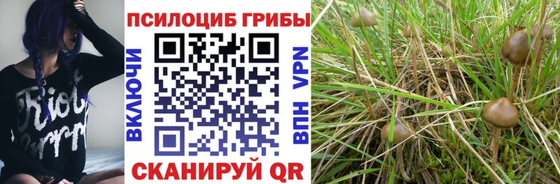 Псилоцибиновые грибы Psilocybe Иркутск