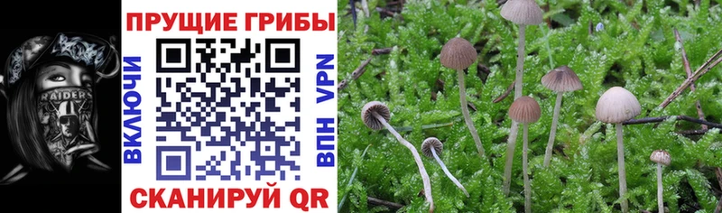Псилоцибиновые грибы Psilocybe  продажа наркотиков  Иркутск 
